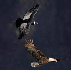 Aigle et condor